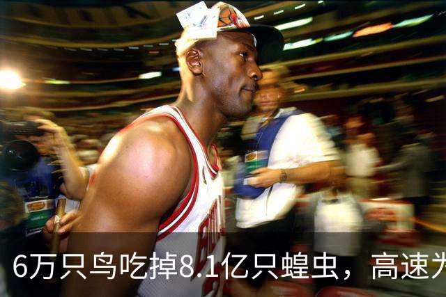 6万只鸟吃掉8.1亿只蝗虫，高速为它们停工一个月